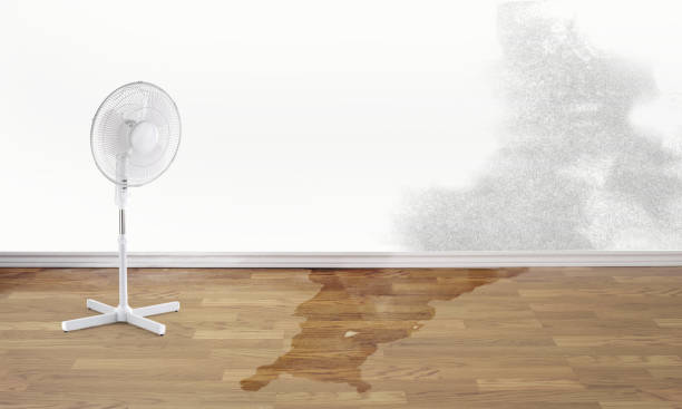 Best Professional water damage repair  in Audubon, IA